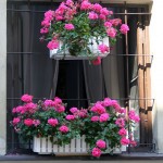 window-boxes-10