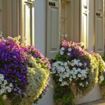 window-boxes-11