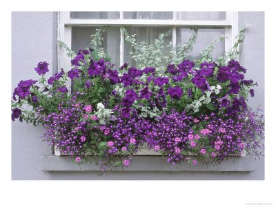 Window Boxes