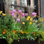 window-boxes-4-tulips